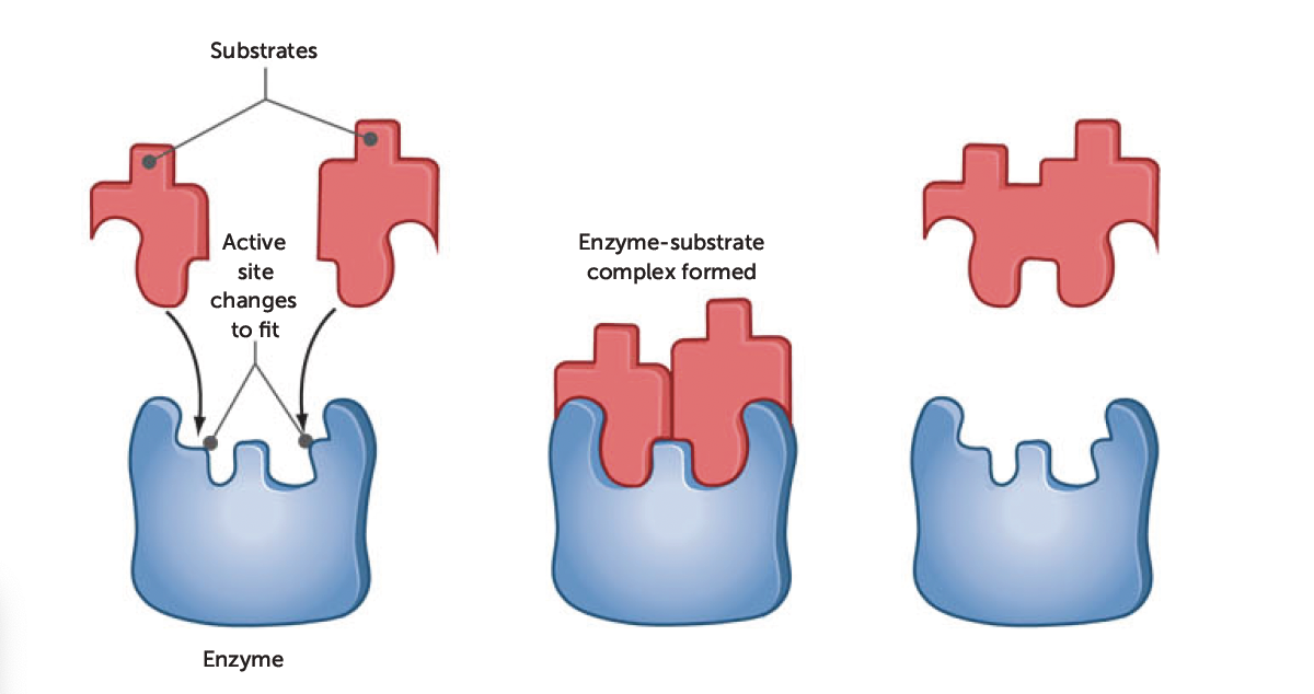 <p>when enzyme and substrate join, they form weak bonds that cause the shape of the enzyme to change, creating complementary shapes</p>