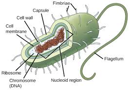 <p>Stucture of prokaryotes </p>