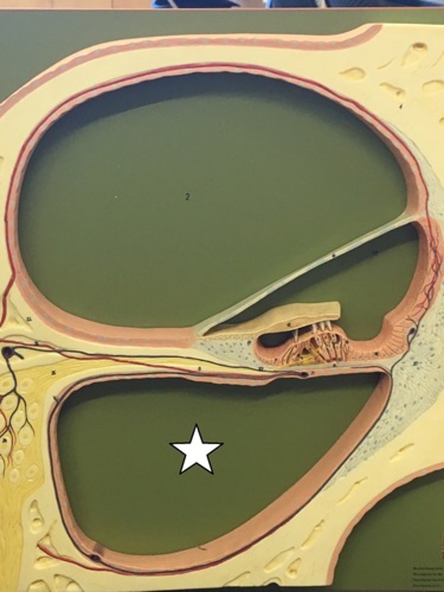 <p>perilymph filled tube</p>