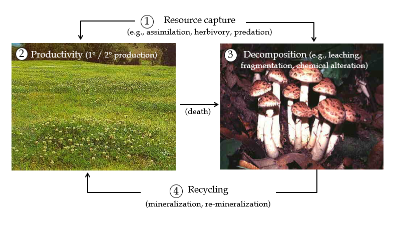 <p>ecological processes that control the functioning of ecosystems and production of all other services (ex: primary and secondary production, biomass production, nutrient recycling, decompositions, etc)</p>