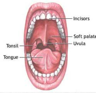 <p>what organ is it? what does it do? what system is it a part of?</p>