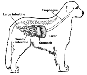 <p><span style="color: rgb(0, 0, 0)">Distal part of small intestine</span></p>