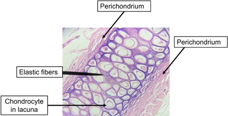 <p>What tissue is shown</p>