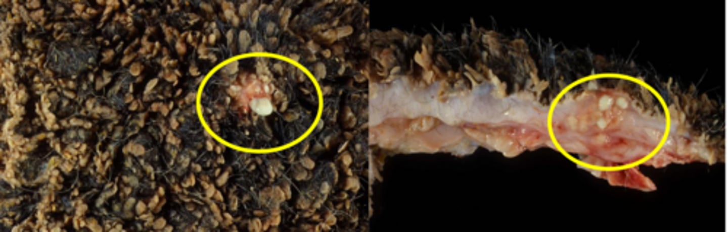 <p>What are the most common culprits of bacterial rumenitis?</p>