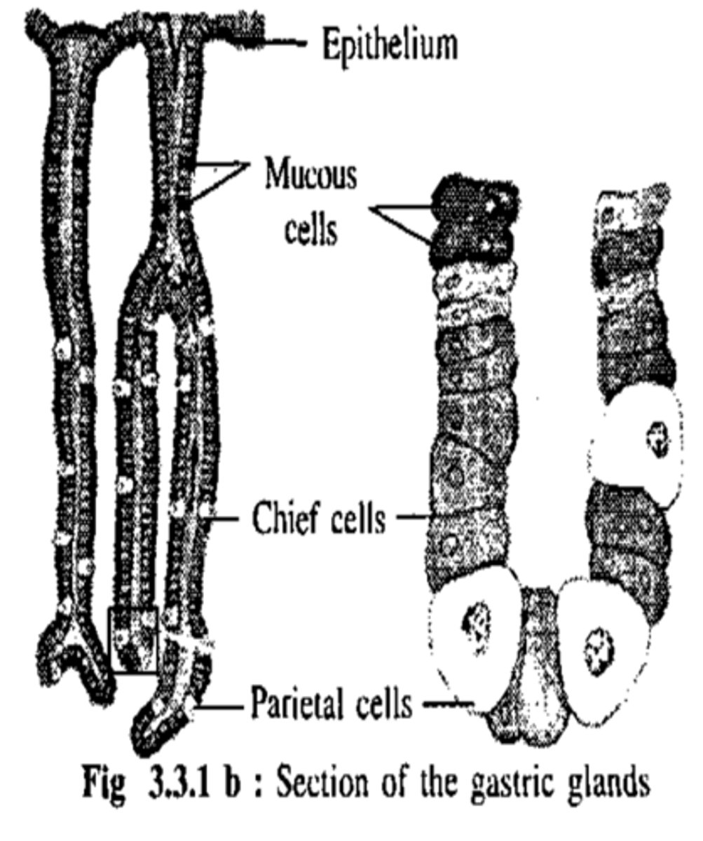 <p>Location: stomach and duodenum</p><p>cells:</p><p>- parietal cells</p><p>- chief cells</p>