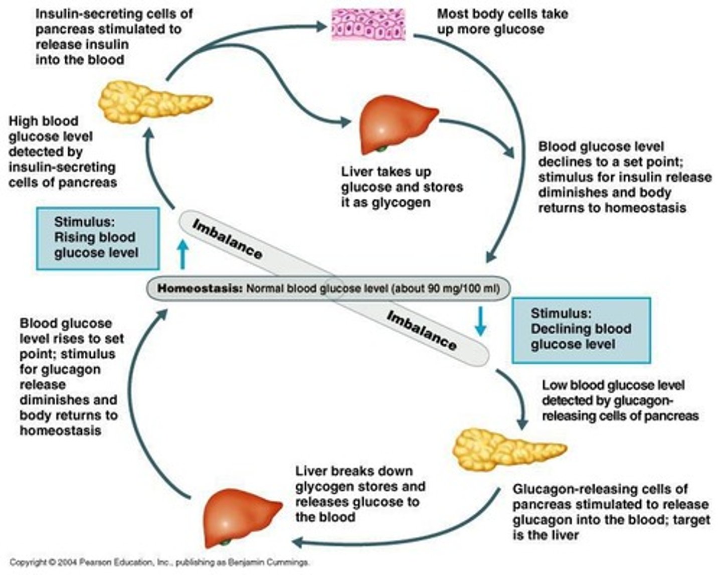 <p>Body is brought back into homeostasis; if one thing goes up, response is to bring it down.</p>