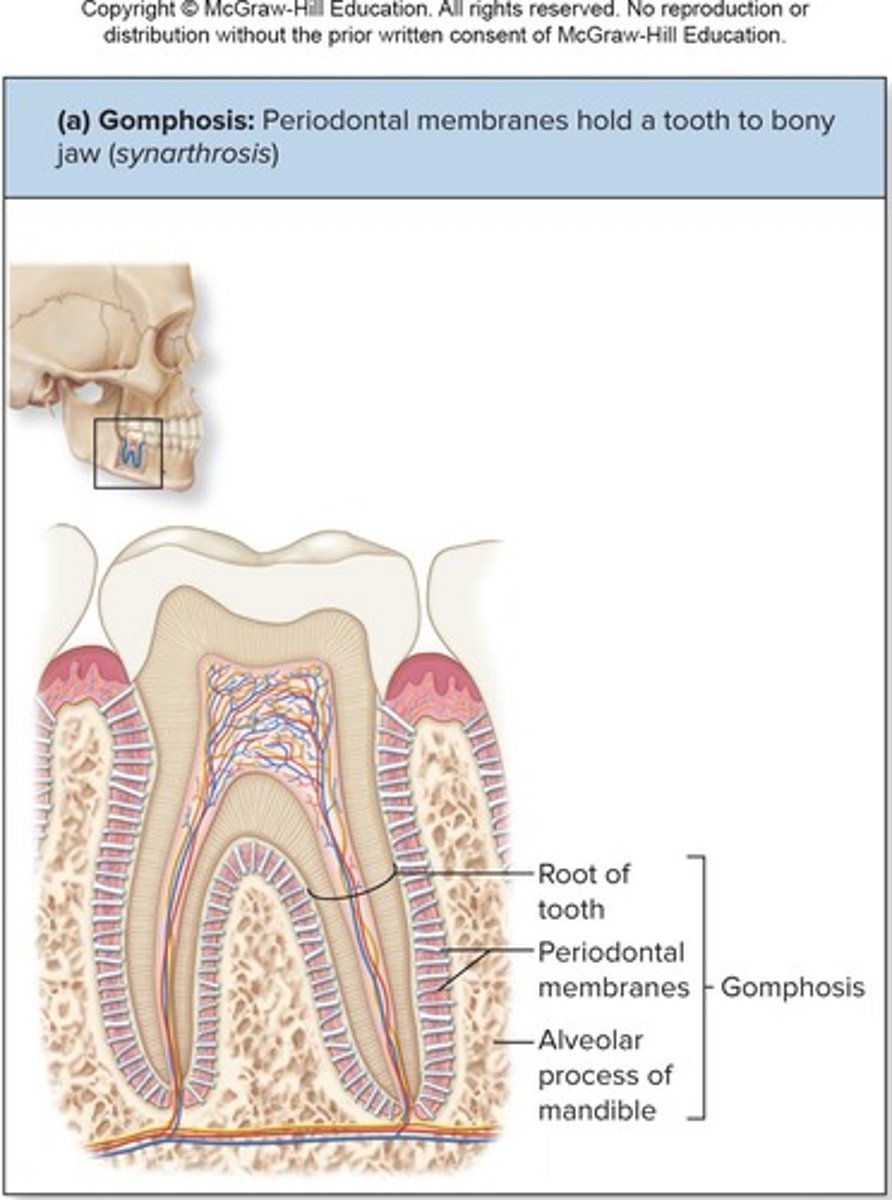 <p>Peg-in-socket joints of teeth in alveolar sockets</p>