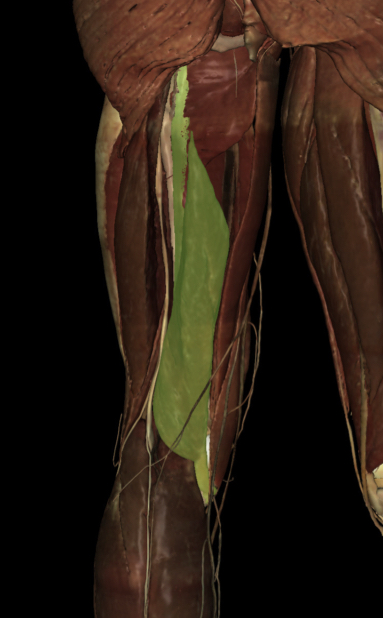 <p>Identify the Structure</p>