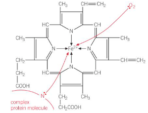 <ul><li><p><strong>Haemoglobin </strong>in red blood cells is made up of a <strong>haem complex (Fe (II) + a tetradentate ligand) </strong>coordinatively bonded to the nitrogen from a <strong>globin protein</strong></p></li><li><p>This leaves the iron with a<strong> sixth space</strong> for a ligand to bond, allowing it to accept an <strong>oxygen molecule </strong>to be carried around the body</p></li><li><p>Oxygen is <strong>not a very good ligand </strong>so this dative bond is <strong>weak</strong>, allowing oxygen to be <strong>easily given up </strong>to cells</p></li></ul><p></p>