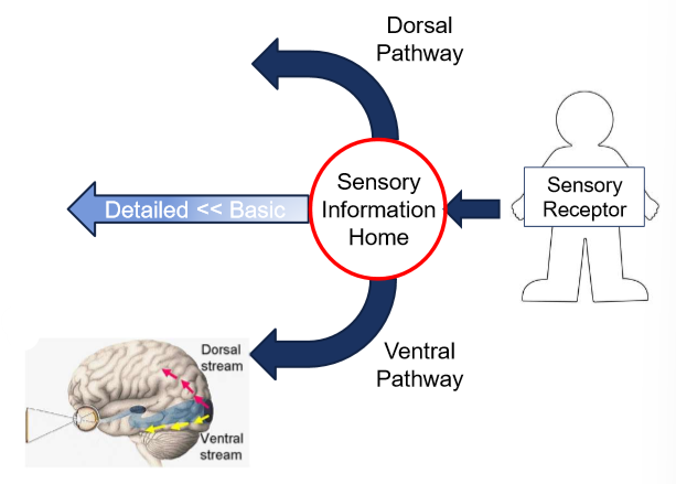 <p>Primary visual cortex (V1) is the “sensory information home”. Basic visual information could be lines and colors. More complex visual information would be whole objects, faces, etc. </p>