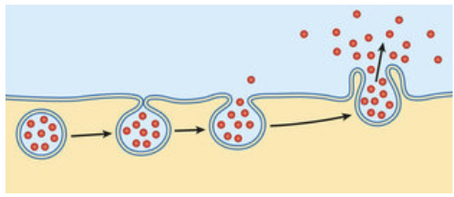 <p>secretion by exocytosis (only produce is released)</p>
