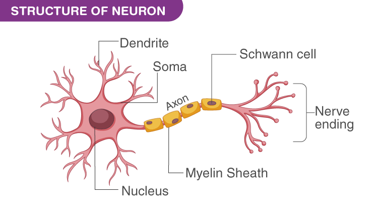 Nerve cells that carry messages through electro chemical processes.
