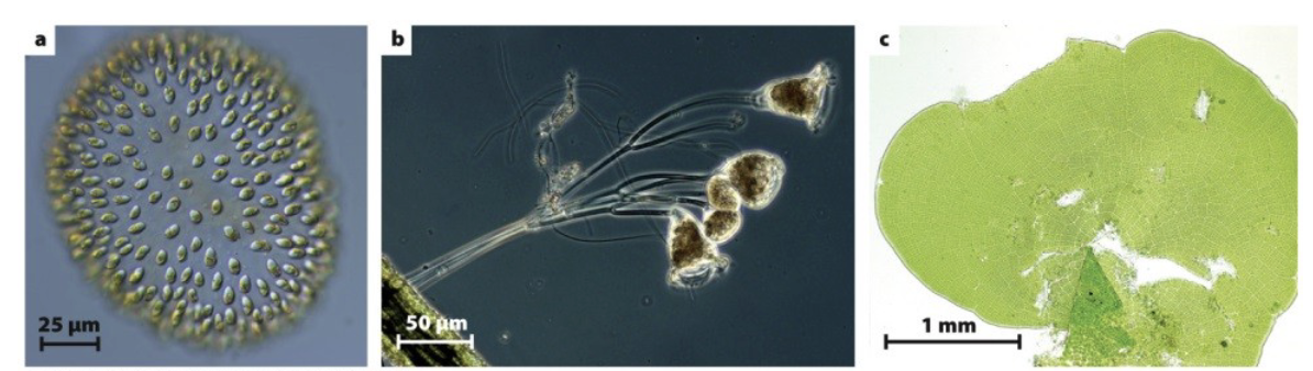 <p>Cell adhesion, cell-cell communication (less), structurally simple, no bulk flow</p><p><strong>Most cells are in direct contact with the environment</strong></p><p>Made up of multiple similar cells that are connected by adhesive molecules</p>