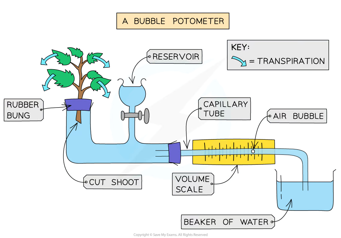 knowt flashcard image