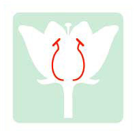 the male reproductive organ of a flower (anther and filament)