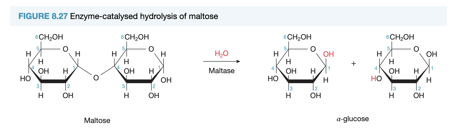 <ul><li><p>starch: hydrolysed in mouth by amylase (enzyme) to prod maltose (disacch) by added water breaking glycosidic links → then further hydrolysis to monosacch at intestine, by breaking glycosidic links between disacch pairs</p><p>— formed via condensation of glucose → join H atom on one monomer and OH on another to eliminate water</p></li><li><p>glycogen: stores glucose when not needed in liver, more highly branched + shorter than starch, liver reconverts glycogen → glucose via hydrolysis</p><p>— formed via condensation polymerisation of glucose</p></li></ul><p></p>