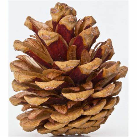 <p>1&amp;1/2-2&amp;1/2”, ovoid conic/egg shaped, chestnut brown, NO STALK</p>