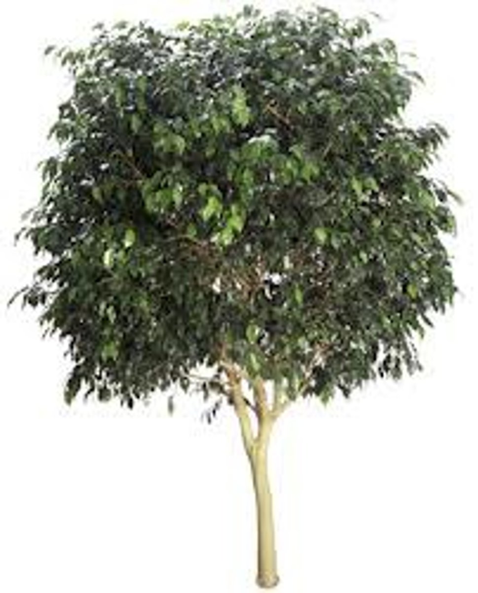 <p>Important, keystone tropical trees.</p><p>Year-round fruit produciton</p><p>Many birds and mammals (especially bats) thrive on a diet composed almost entirely of figs.</p><p>Seeds are dispersed over great distances.</p>