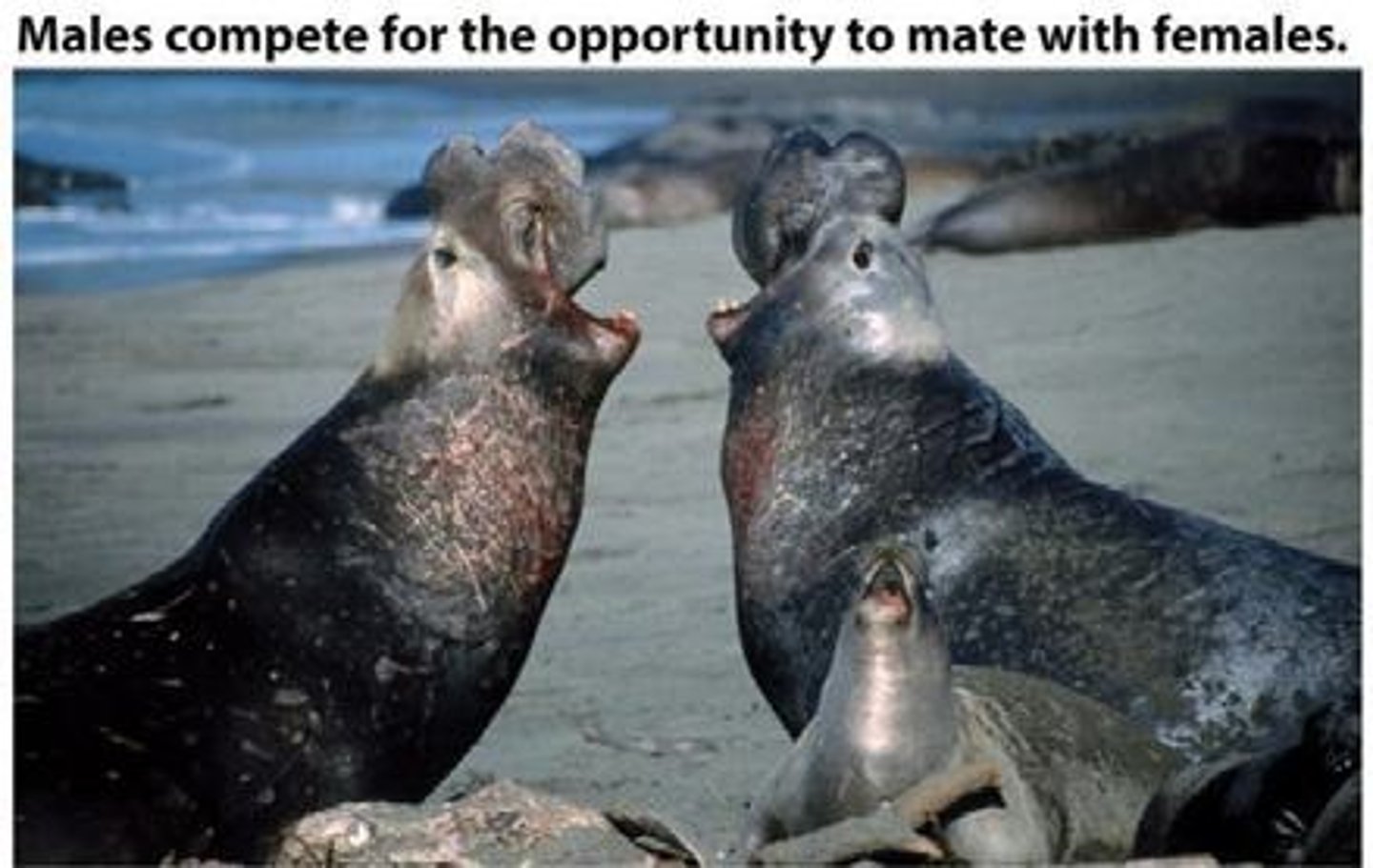 <p>Dominant male elephant seals controlling mating.</p>