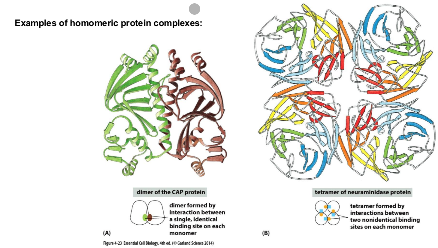 <ul><li><p>Several proteins can assemble into stable, larger strucures, called “protein complexes”</p></li><li><p>The single proteins in a complex are called a “subunit”</p></li><li><p>Homomeri complexes contain all the same subuntis</p></li><li><p>heteromeric complexes are composed of different subuntis</p></li></ul><p></p>