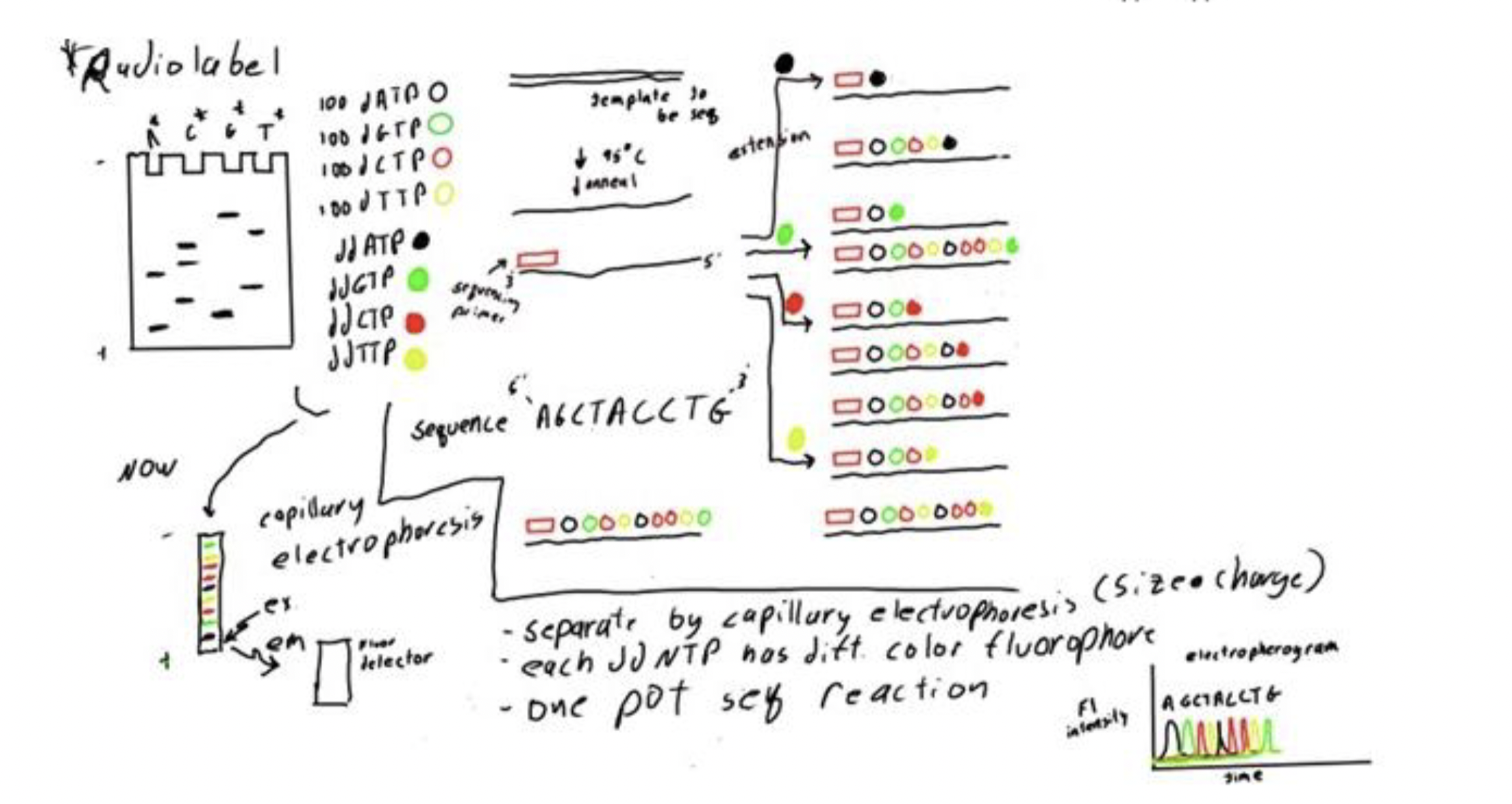 <p><span style="color: rgb(246, 234, 9);">ddATP, ddGTP, ddCTP, and ddTTP each have a different fluorophore associated with them that emit a different color of light. </span></p><p></p><p><span style="color: rgb(77, 249, 8);">We can analyze these reactions with all ddNTPs present in one mixture separate by capillary electrophoresis which separates based on size and charge and detect the different colored fluorophores. </span></p><p></p><p><span style="color: rgb(5, 192, 249);">This image is an example of an electropherogram that would be obtained from modern Sanger sequencing.</span></p>