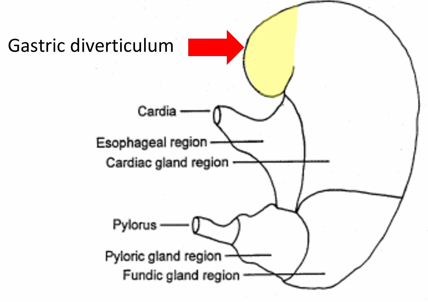 <ul><li><p>In pigs <strong>only</strong></p></li><li><p>Conical extension of the fundus</p></li></ul><p></p>