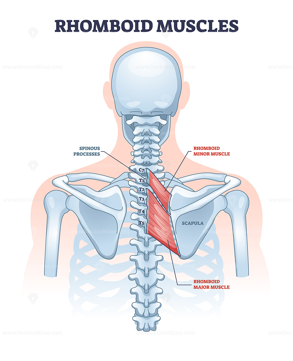 <p>Rhomboideus major</p>