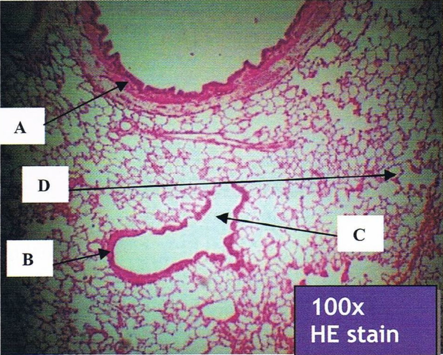 <p>Identify the structure</p>