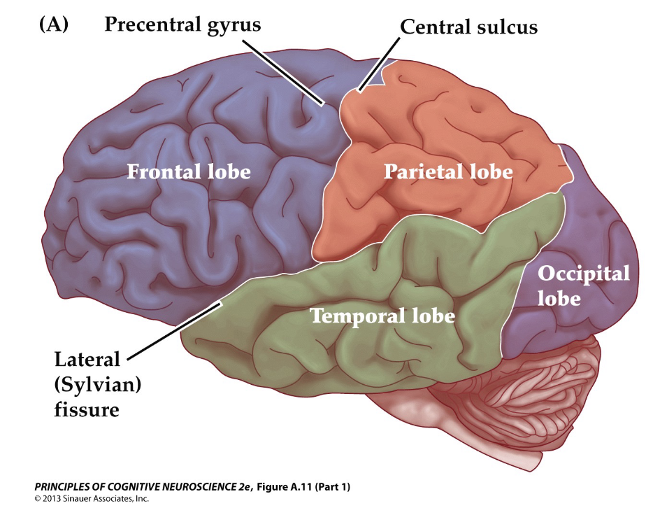 <ul><li><p><strong>Location:</strong> Back of the brain</p></li><li><p><strong>Primary Functions:</strong></p><ul><li><p><strong>Visual processing</strong> (primary visual cortex)</p></li><li><p>Interpreting <strong>color, shape, motion</strong></p></li><li><p>Visual recognition and spatial processing</p></li></ul></li></ul><p></p>