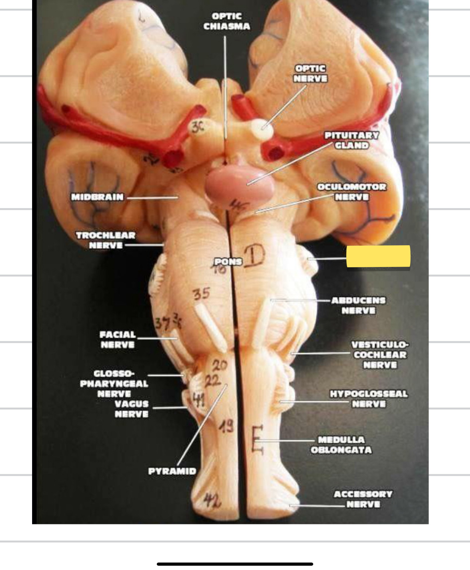 <p>Name this cranial nerve&nbsp;</p>