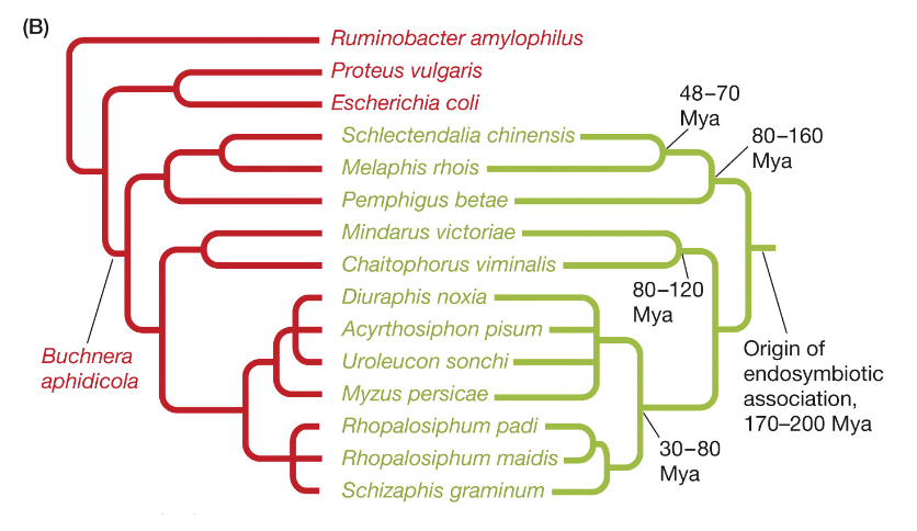 Aphid and Buchnera phylogenies are ____ .