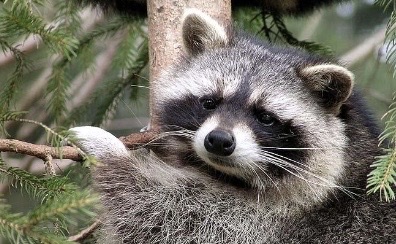<p>Genus,species,habitat?</p>
