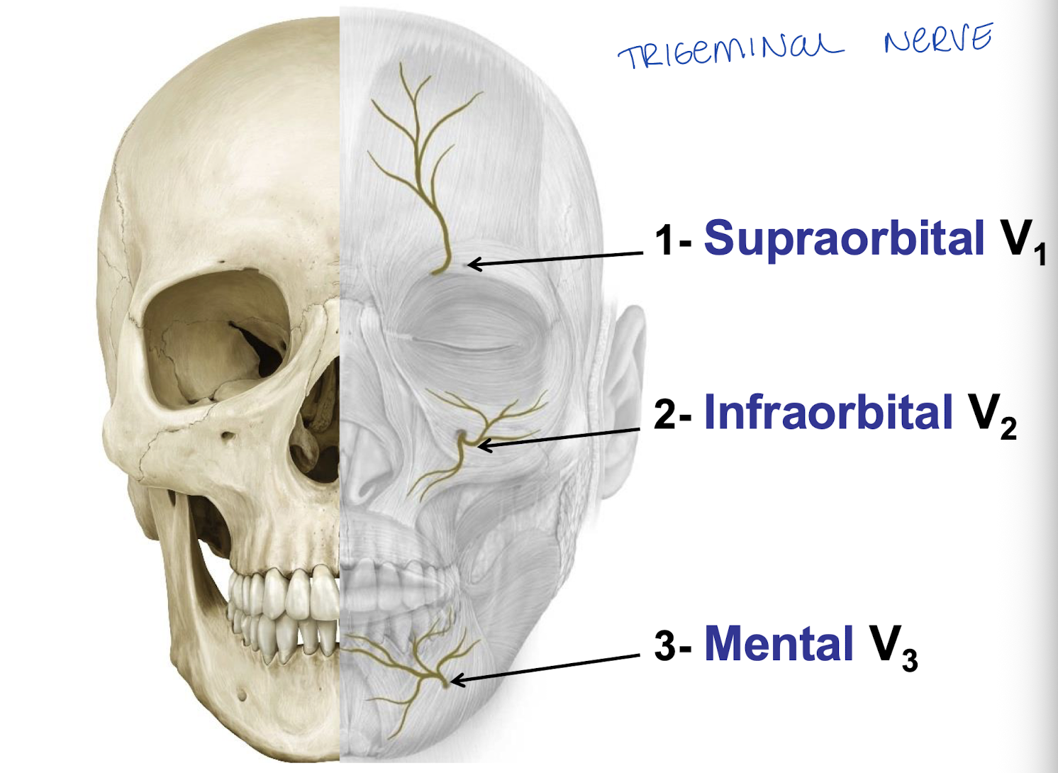 <ol><li><p>supraorbital - V1</p></li><li><p>infraorbital - V2</p></li><li><p>Mental - V3</p></li></ol><p></p>