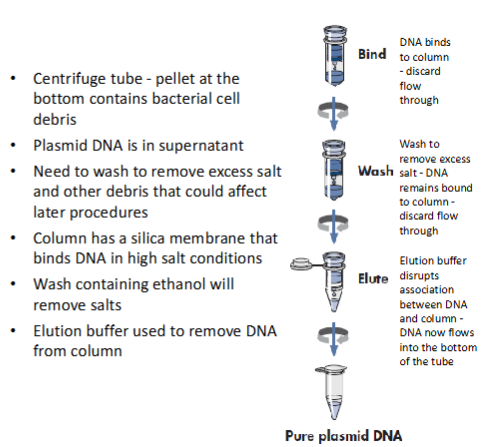 <ul><li><p>centrifuge tube—bottom will now contain bacterial cell debris (discard); DNA is bound to the column</p></li><li><p>plasmid DNA is in the supernatant</p></li><li><p>wash to remove excess salt—DNA is still bound to the column</p><ul><li><p>column has silica membrane that binds DNA in high salt conditions</p></li></ul></li><li><p>wash again w ethanol to remove salts</p></li><li><p>elute w elution buffer—disrupts association between DNA and column</p><ul><li><p>plasmid DNA now flows into bottom of the tube</p></li></ul></li></ul><p></p>