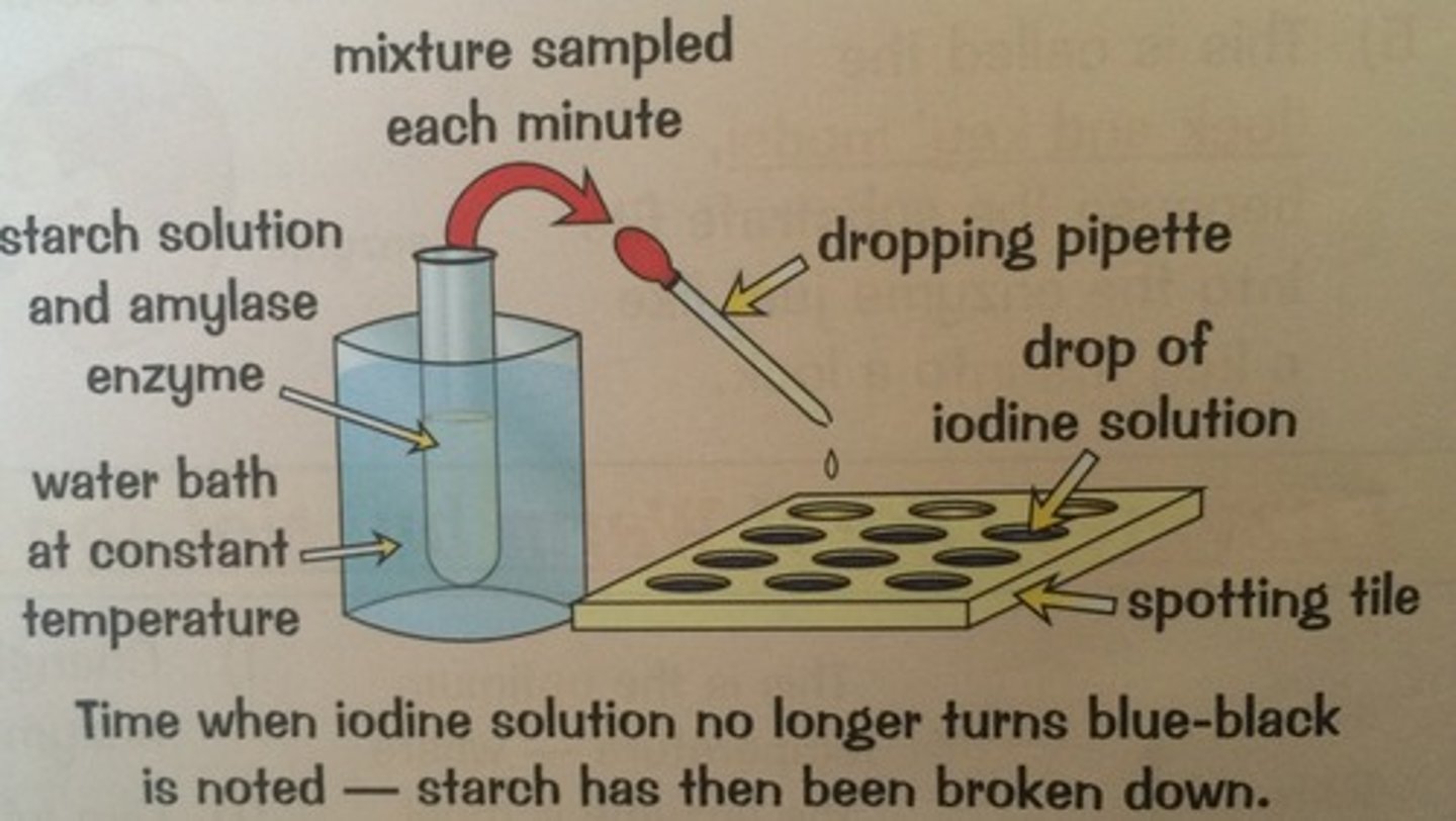 <p>A starch solution, test tube, pipette, spotting tile, iodine in potassium iodide, stopwatch</p>