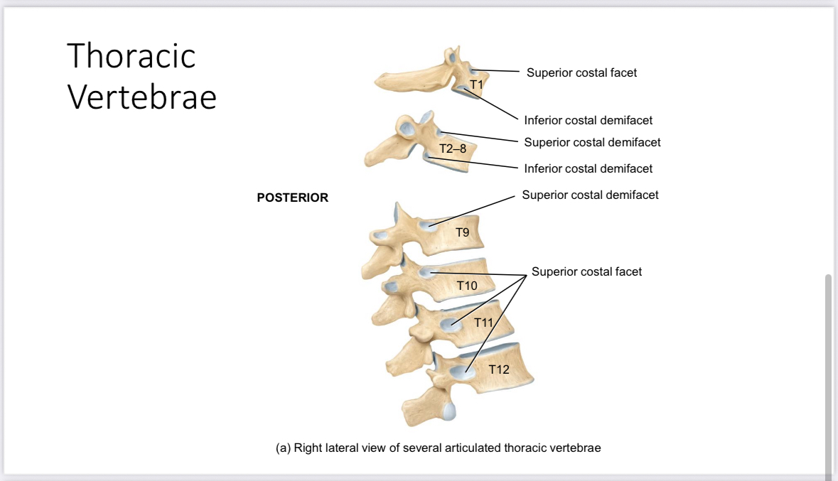 <p>Costal facets of the thoracic vertebrae </p>