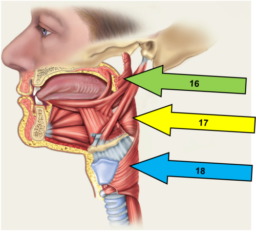 <p>Force food to esophagus</p>