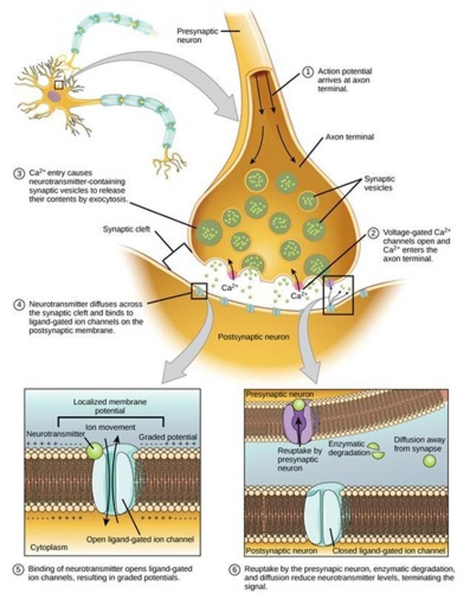 <p>Synapse that uses neurotransmitters to transfer signals from one neuron to another.</p>