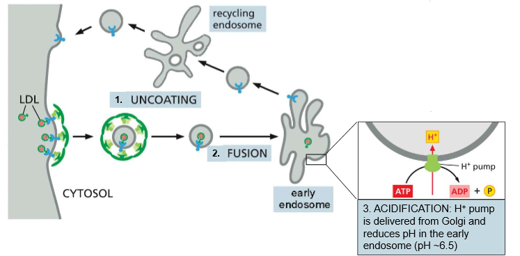 <ol><li><p><strong>LDL uncoating</strong> - The clathrin coat comes off (Hsc70 &amp; auxilin) once the LDL vesicle is inside the cytosol</p></li><li><p><strong>Fusion</strong> - Fusion into the early endosome</p></li><li><p><strong>Acidification</strong> - H+ pump (delivered from the Golgi) reduces the pH of the endosome to ~6.5</p></li><li><p><strong>Dissociation:</strong> LDL receptor loses affinity for the particle at high pH</p></li><li><p><strong>Sorting</strong>: Empty LDL receptors are sorted into clathrin-coated buds in another section of the endosome and pinched off</p></li><li><p><strong>Fusion II:</strong> Uncoated recycling vesicles fuse to dorm a recycling endosome</p></li><li><p><strong>Recycled:</strong> Empty LDL receptors are plopped back on the membrane.</p></li></ol><p></p>