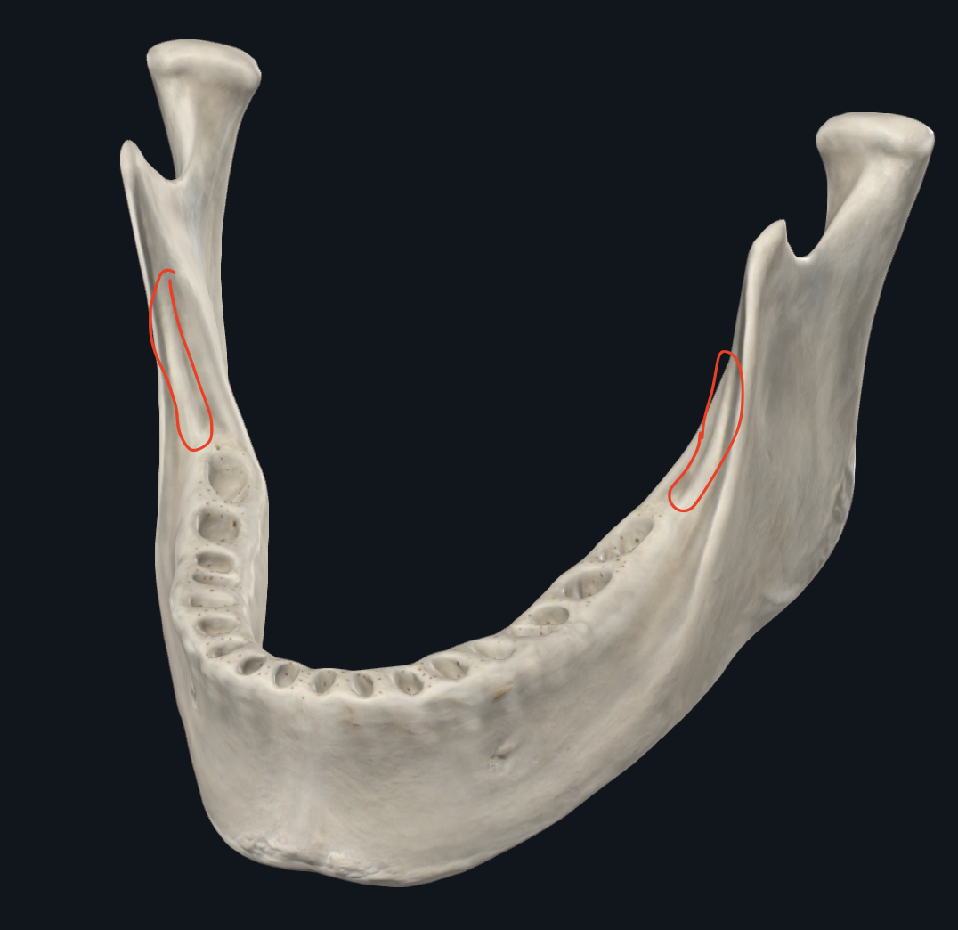 <p>Cresta que continua la linea oblicua externa</p>