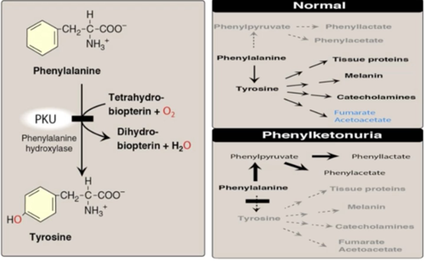 <p>Phenylalanine hydroxylase (PAH)</p>