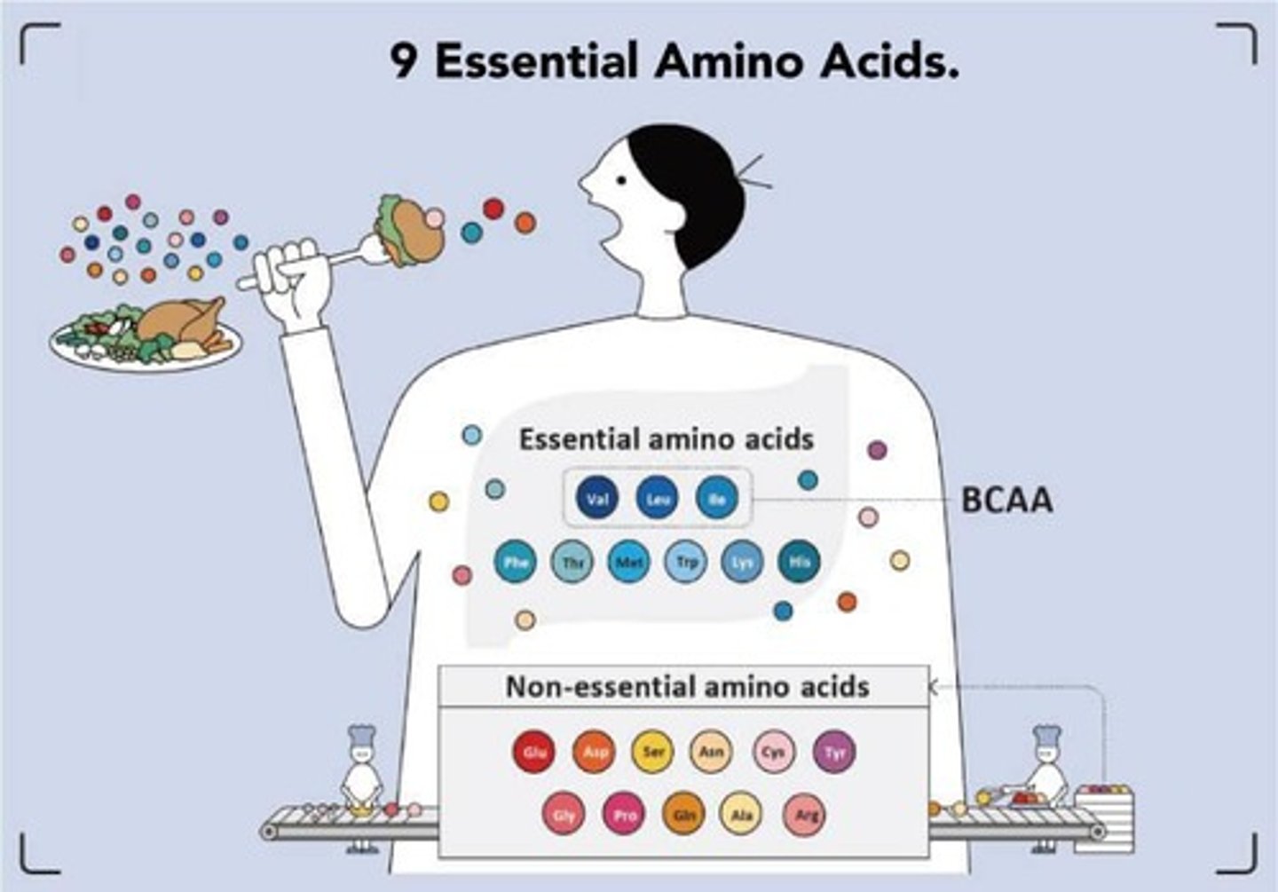 <p>Humans are unable to synthesize eight amino acids, which must be obtained from proteins in food.</p>