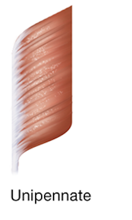 <p>has a single tendon, and its fascicles feather out at an angle from only one side of it ex: flexor pollicis longus muscle of the forearm</p>