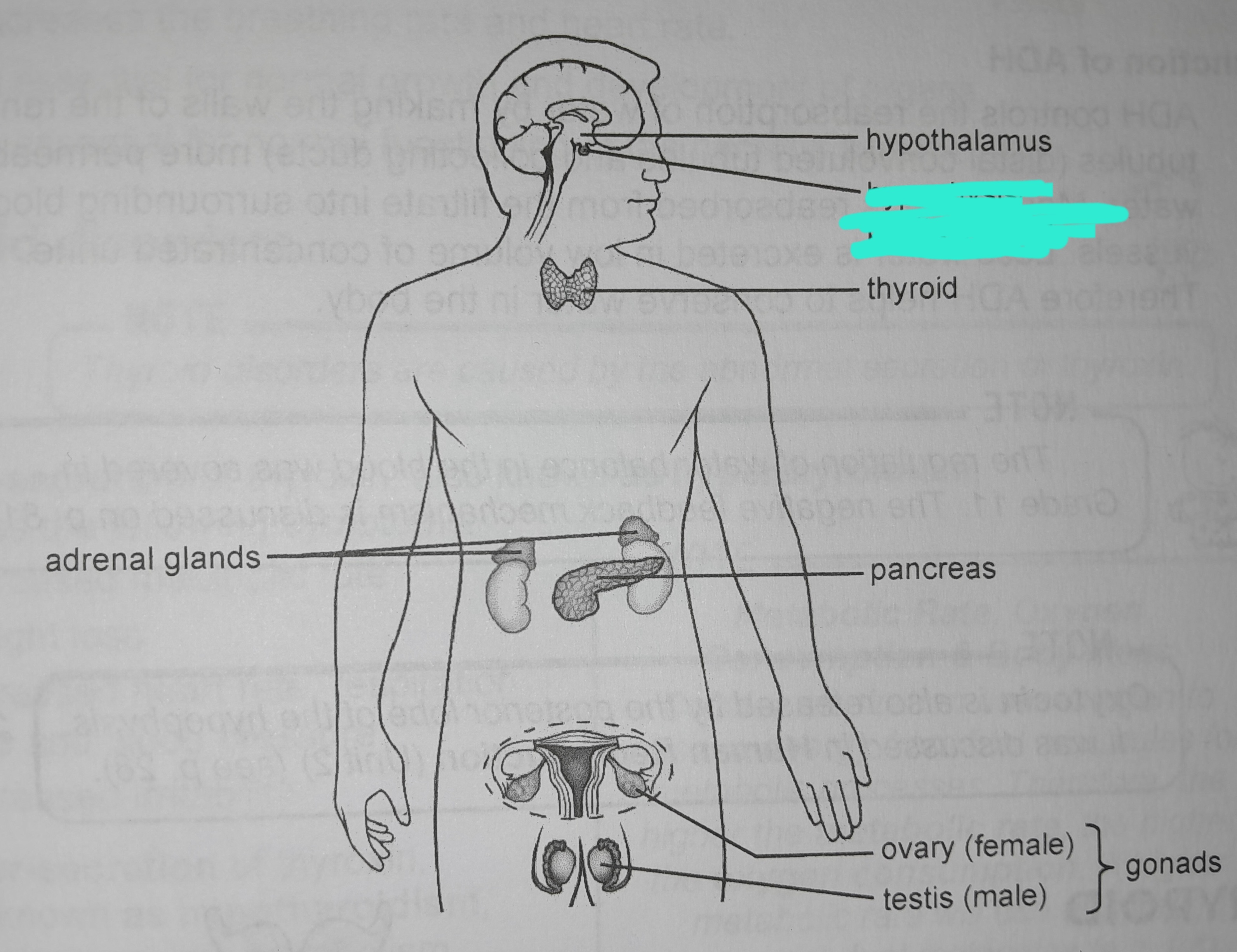 term image