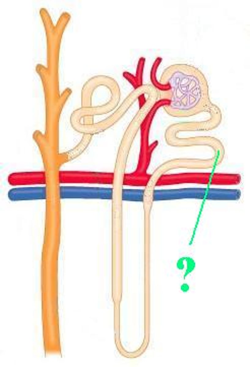<p>Identify the indicated region of the nephron.</p>