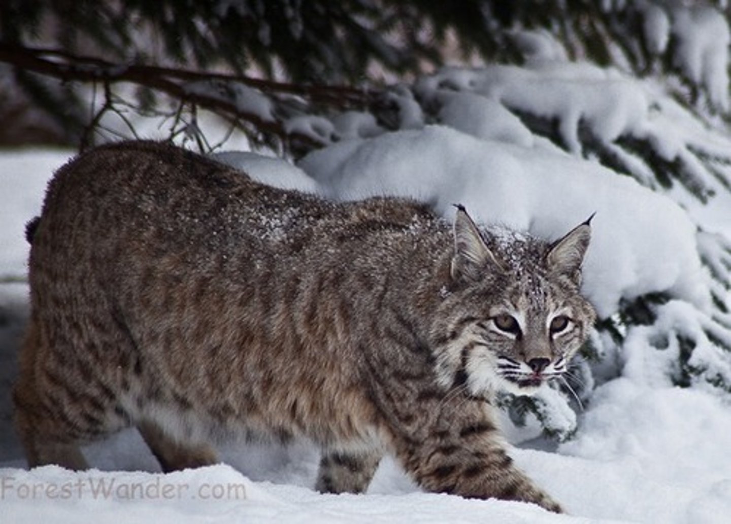 <p>Bobcat</p>