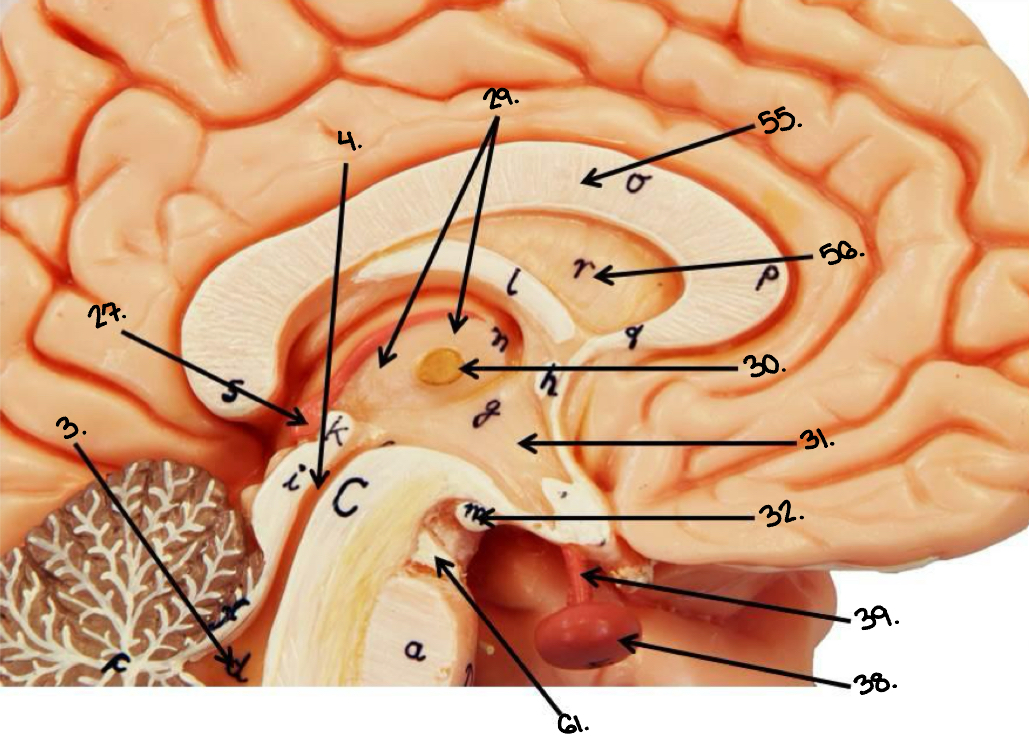 <p>61.</p>