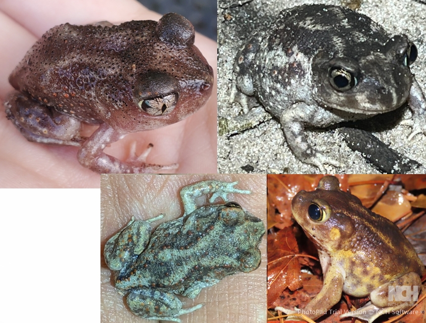 <p>Eastern Spadefoot, gold hourglass marking, vertical pupil, elongate sickle-shaped spades</p>