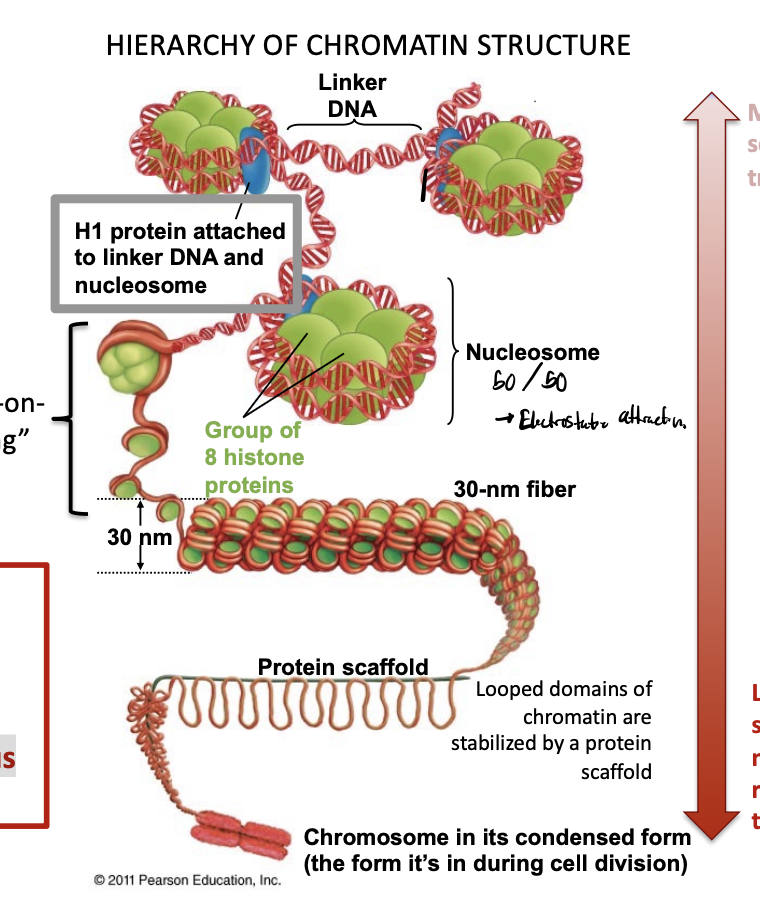 <ul><li><p>50% wt DNA and 50% wt protein (histones)</p></li><li><p>condenses 2m of linear DNA into a ~1μm nucleus</p></li><li><p>impedes transcription</p></li><li><p>looped domains is stablized by a protein scaffold</p></li></ul><p></p>