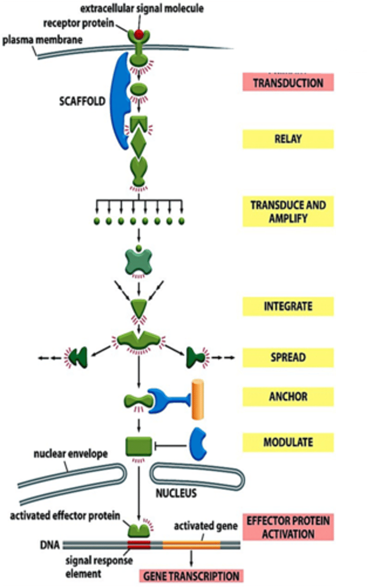 <p>a series of enzymatic reactions where a small number of enzymes can activate more and more to initiate a large-scale response</p>
